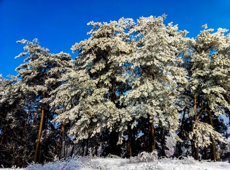 trees covered with snow against a blue sky