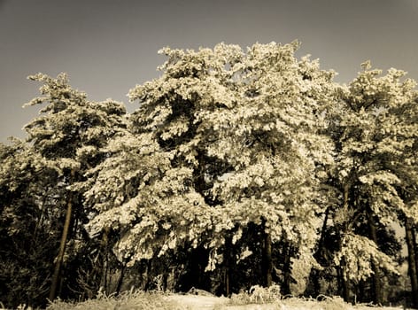 trees covered with snow against a  sky