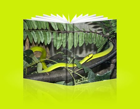 book of snake coiled on a branch in safari park