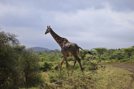 Free Giraffe in Tsavo National Park in Kenya