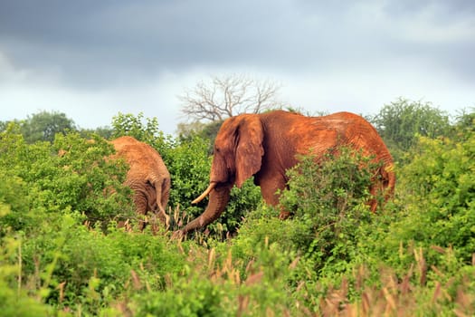 Elephants in Tsavo national park in Kenia