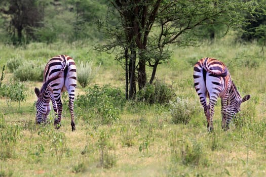 Zebras herd on savanna. Amboseli national park in Kenia