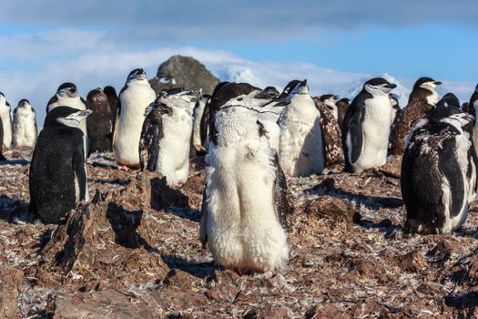 1y old chinstrap chick penguin standing among his colony members gathered on the rocks, Half Moon Island, Antarctic