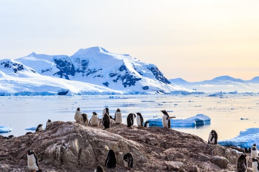 Rocky coastline overcrowded by gentoo pengins and glacier with icebergs in the background at Neco bay, Antarctic