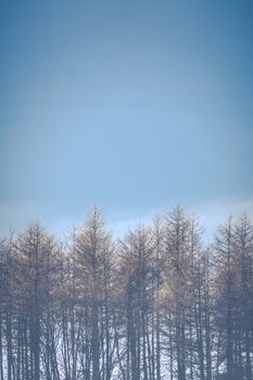 Retro Vintage Style Seasonal Image Of Frost Topped Trees With Clear Blue Sky And Copy Space