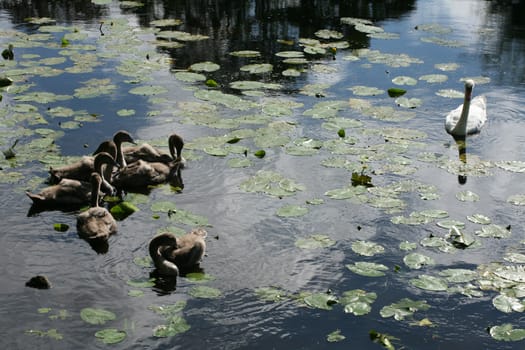 family of young swans swimming on a danish lake
