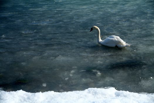 ice on the sea in denmark with a swan swimming 