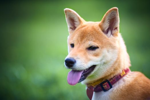 A young shiba inu sits in the park.