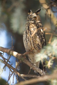 beautiful owl in the wild, nature series