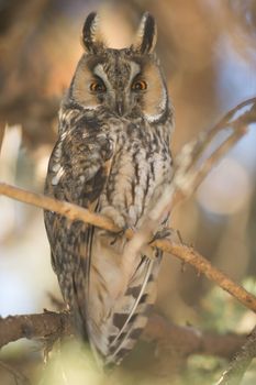 beautiful owl in the wild, nature series