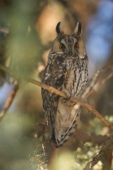 beautiful owl in the wild, nature series