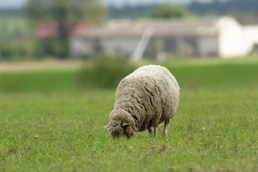 sheep on grass with blue sky, some looking at the camera