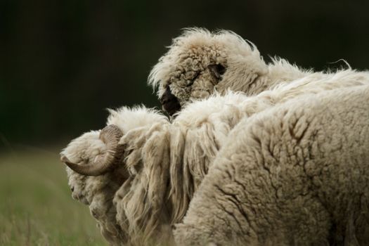 sheep on grass with blue sky, some looking at the camera