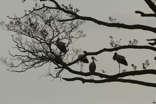 storks on green grass in sunny day, nature series