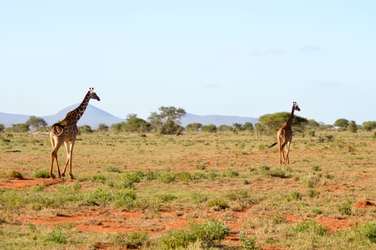 Two giraffes walking through the savanna of Tsavo West Park in Kenya