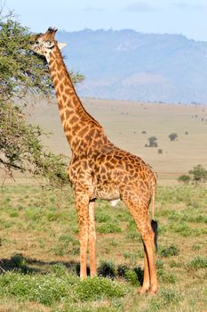 Isolated Giraffe Occupy Eating Leaves in West Tsavo Park in Kenya