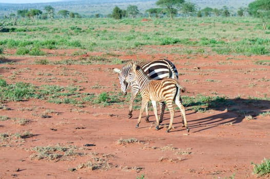 Zebra and her cub in West Tsavo Park in Kenya