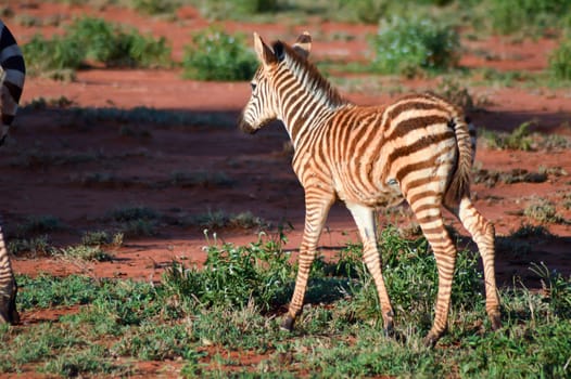 Small zebra who am his mother in West Tsavo Park in Kenya