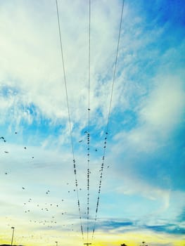 Angled view of birds on an electric wire