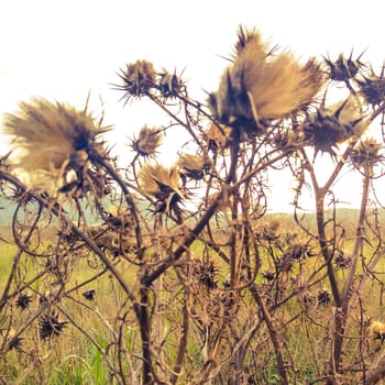 Closeup of flowers in the country on a cloudy day