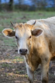 Image of brown cow on nature background. Farm Animam.