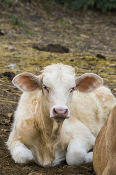 Image of a cow relax on nature background. Farm Animam.