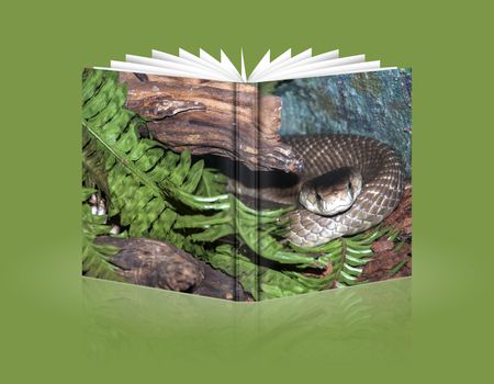 book of a cobra coiled snake on a stone