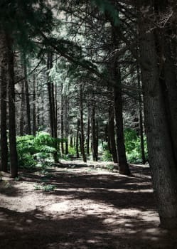 Trees Growing In Forest.