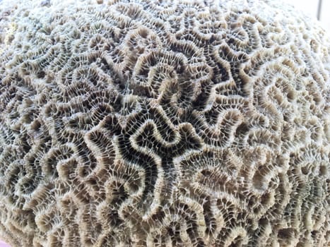 Shell rock coral texture closeup