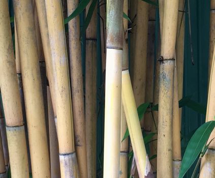 Bamboo trees forest background closeup