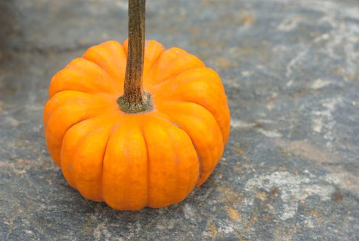 orange mini pumpkin on gray background for halloween or thanksgiving