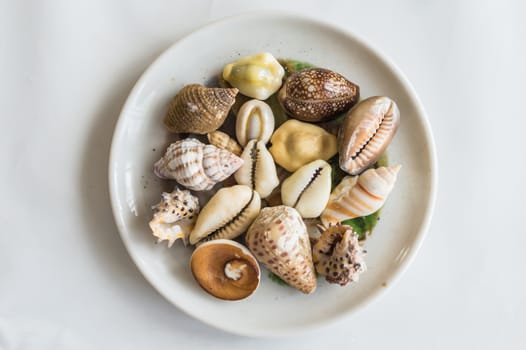 Different seashells in a white plate on a white background