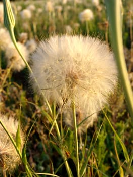 Dandelion white, fluffy