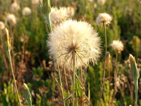 Dandelion white, fluffy