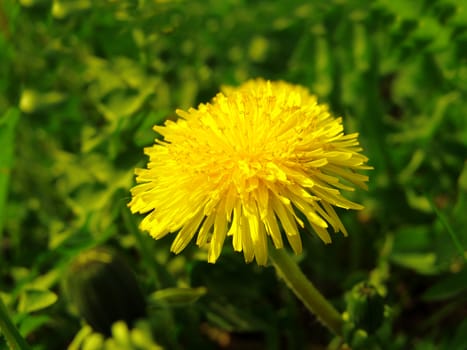 dandelion yellow