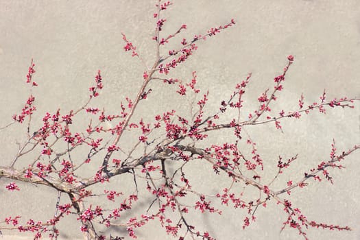 Branch of a apricot with buds and opening flowers at the beginning of flowering on the gray blurry background
