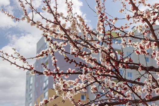 Fragment of a flowering apricot tree on a background of a multistory building and sky
