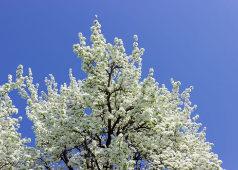 Fragment of the flowering old pear against the sky
