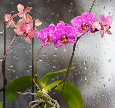 Three stems with purple orchid flowers of different colors as a decoration in a flowerpot on a background window with raindrops
