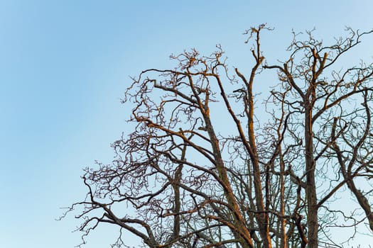 Tree branches without leaves isolated in the light of twilight blue sky