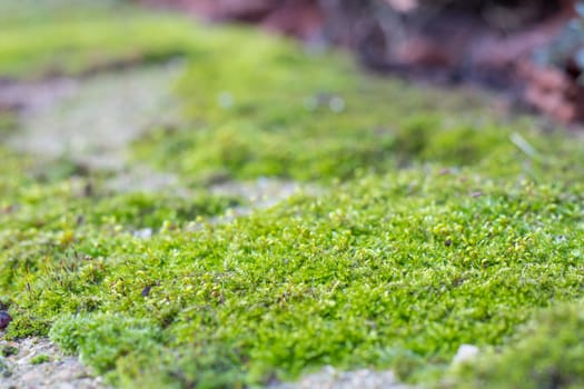 closeup at large amount moss on top of a rock