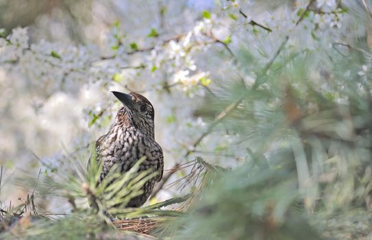 Fieldfare (Turdus pilaris) on spring tree brunch