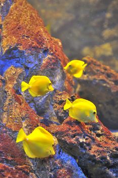 yellow tropical fishes in aquarium