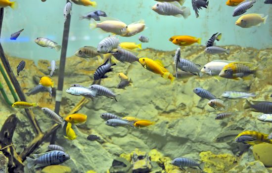Background of African fishes in aquarium