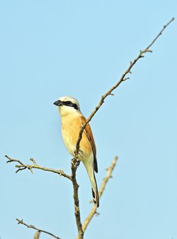 Common Stonechat bird on tree brunch