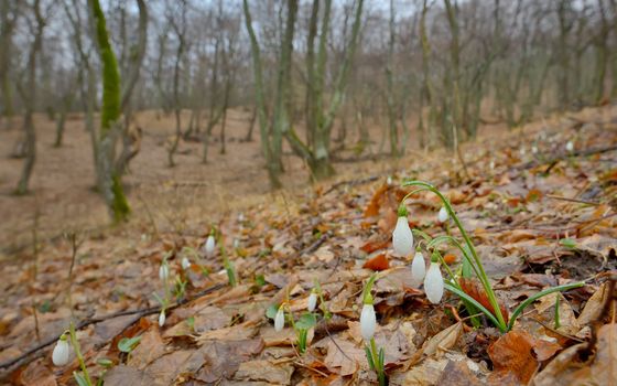 Snowdrops with dew drops  in forest