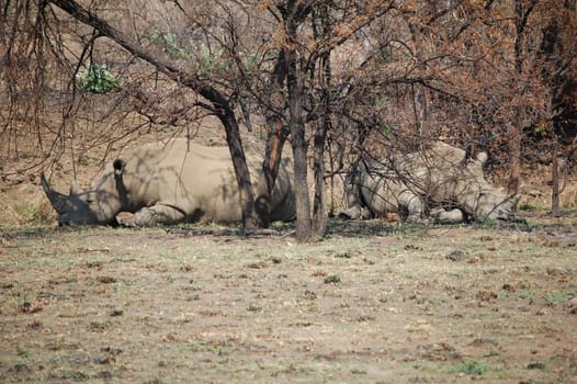 Two large african rhinos lying under a tree