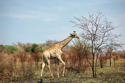 Magnificent African giraffe with long neck