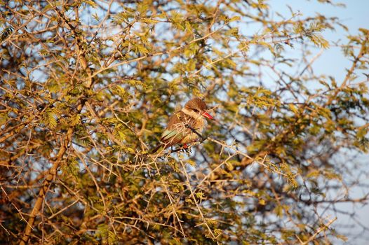 Brown Hooded Kingfisher bird sitting in a tree