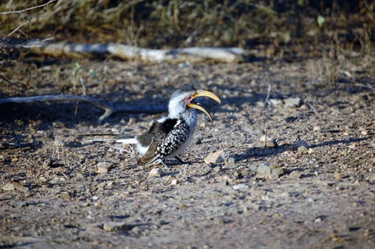 A southern yellow billed hornbill bird foraging on the floor